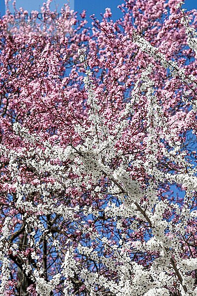 Bunt blühende Bäume am blauen Himmel im Frühling  Gechingen  Deutschland  Europa