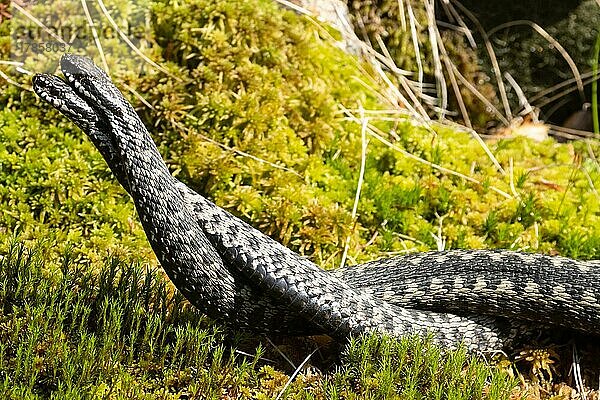 Kreuzotter zwei Schlangen bei Kommentkampf in Moos verschlungen liegend links sehend