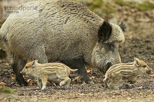 Wildschwein Alttier und zwei Jungtiere auf Waldboden stehend und laufend verschieden sehend