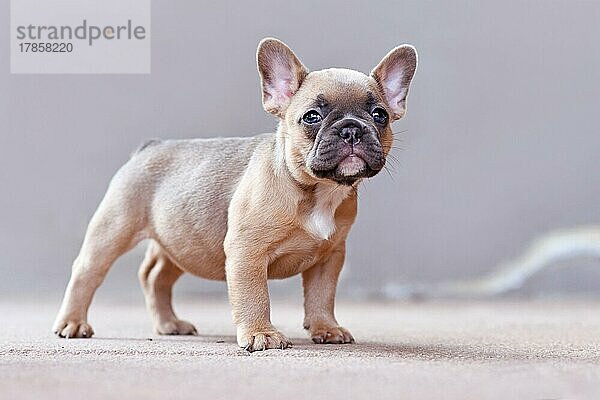 Niedliche lila fawn farbigen Französisch Bulldog Hundewelpen mit blauen Augen vor grauem Hintergrund stehen