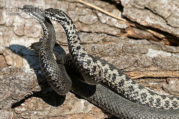 Kreuzotter zwei Schlangen mit herausgestreckter Zunge bei Kommentkampf vor Baumstamm liegend züngelnd links sehend