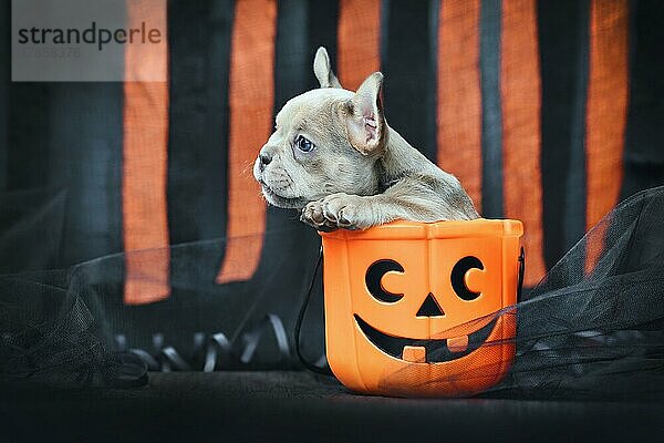 Französische Bulldogge Hundewelpe sitzt in gespenstischen Halloween Süßes oder Saures Korb vor schwarz und orange Papier Luftschlangen