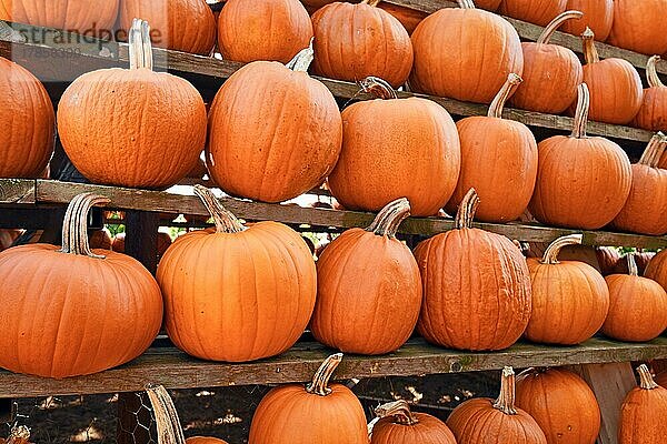 Viele große Halloween Ghostride Kürbisse in den Regalen