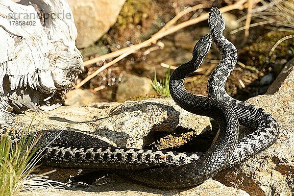 Kreuzotter zwei Schlangen mit herausgestreckter Zunge bei Kommentkampf auf Steine verschlungen hochstehend züngelnd von hinten