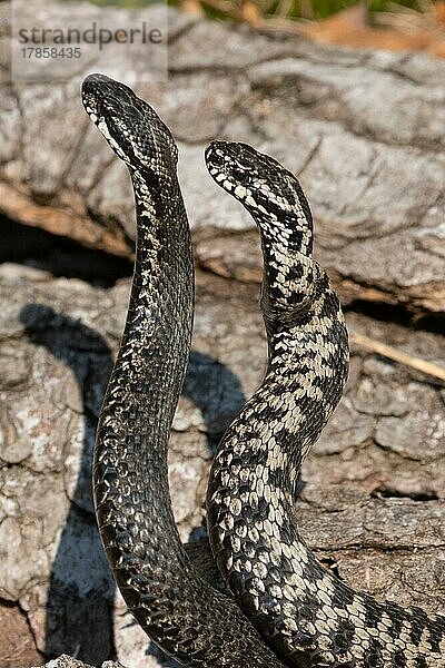 Kreuzotter zwei Schlangen bei Kommentkampf vor Baumstamm nebeneinander hochstehend links sehend