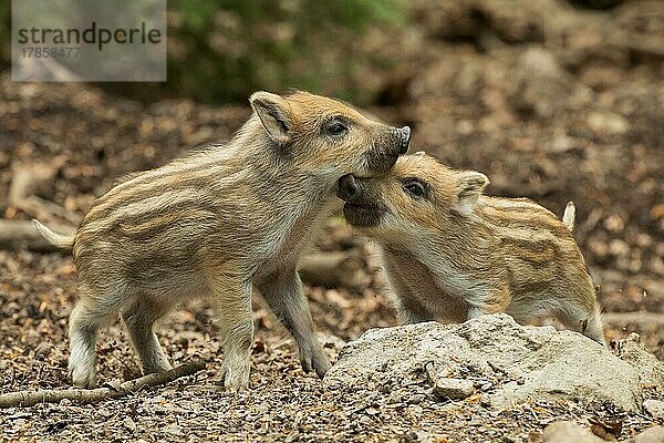 Wildschwein zwei Jungtiere auf Waldboden stehend spielend zueinander sehend