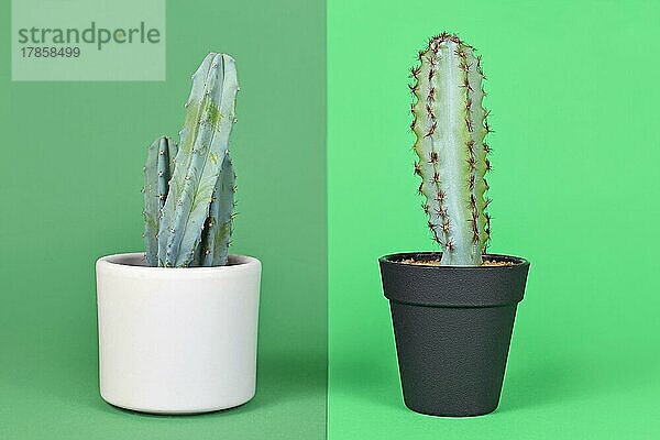 Vergleich zwischen echter und künstlicher Pflanze. Natürlicher Myrtillocactus-Kaktus im Topf neben einer Plastikpflanze