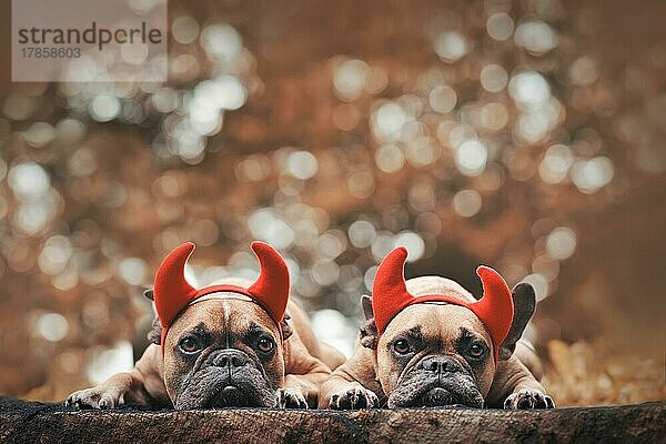 Paar Halloween Französische Bulldogge Hunde tragen rote Teufel Hörner Kostüm Stirnbänder mit Kopie Raum