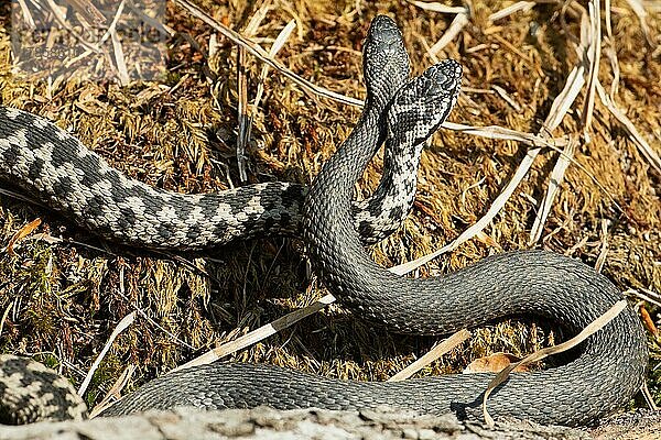 Kreuzotter zwei Schlangen bei Kommentkampf auf Moos nebeneinander verschlungen hochstehend von hinten