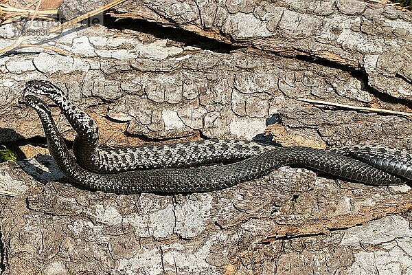 Kreuzotter zwei Schlangen bei Kommentkampf vor Baumstamm nebeneinander liegend links sehend