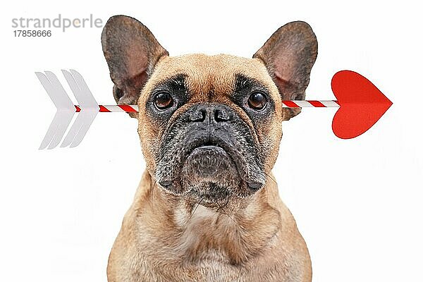 Französische Bulldogge Hund von Amor Valentine Liebe Pfeil vor weißem Hintergrund getroffen