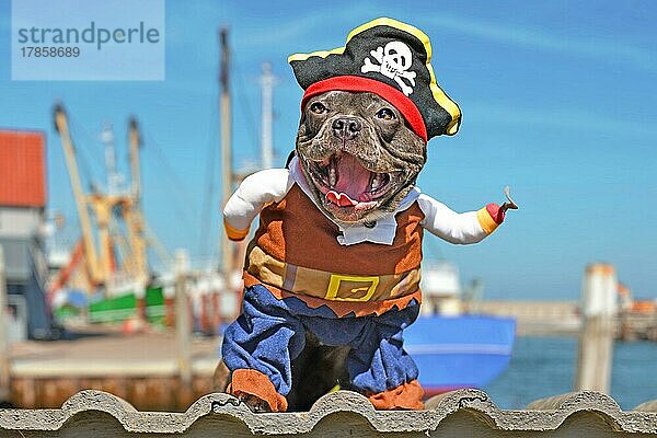 Lustige lachende Französische Bulldogge im Piratenkostüm mit Hut und Hakenarm