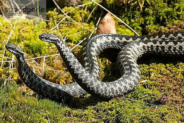 Kreuzotter zwei Schlangen bei Kommentkampf in Moos nebeneinander liegend links sehend