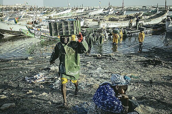 Ankunft der Fischer mit dem Fang des Tages im Hafen  große Trawler der Fischmehlfabriken fischen das Meer vor der Küste leer  den traditionellen Fischern bleibt immer weniger  Port de Pêche Traditionelle  Nouadhibou  Mauretanien  Afrika