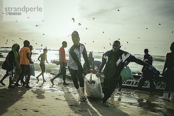 Ankunft der Fischer mit Sardinen am späten Nachmittag  die Fischer verladen die Sardinen in Säcken vom Boot an den Strand und dort auf die Karren  Traditioneller Fischereistrand  Plage des Pêcheurs Traditionnels  Nouakchott  Mauretanien  Afrika