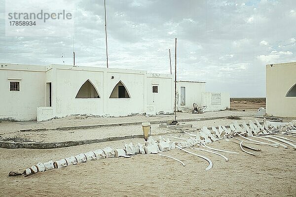 Walfischskelett  Fischerdorf am Atlantik  Nouamghar  Mauretanien  Afrika