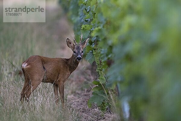 Rehbock (Capreolus capreolus) im Weinberg  Wittlich  Rheinland-Pfalz  Deutschland  Europa