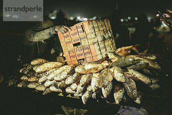 Entladen des Fangs auf Karren bei Nacht  Port de Pêche Traditionelle  Nouadhibou  Mauretanien  Afrika