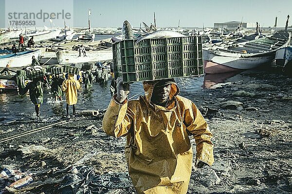 Ankunft der Fischer mit dem Fang des Tages im Hafen  große Trawler der Fischmehlfabriken fischen das Meer vor der Küste leer  den traditionellen Fischern bleibt immer weniger  Port de Pêche Traditionelle  Nouadhibou  Mauretanien  Afrika