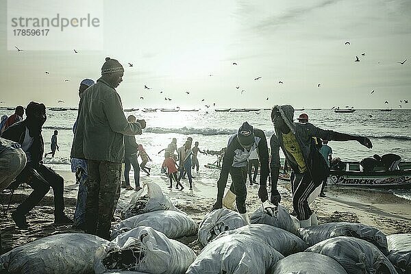 Ankunft der Fischer mit Sardinen am späten Nachmittag  die Fischer verladen die Sardinen in Säcken vom Boot an den Strand und dort auf die Karren  Traditioneller Fischereistrand  Plage des Pêcheurs Traditionnels  Nouakchott  Mauretanien  Afrika