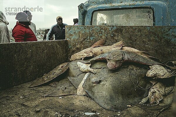 Haie und Rochen auf der Ladefläche eines Lastwagens  Port de Pêche Traditionelle  Nouadhibou  Mauretanien  Afrika