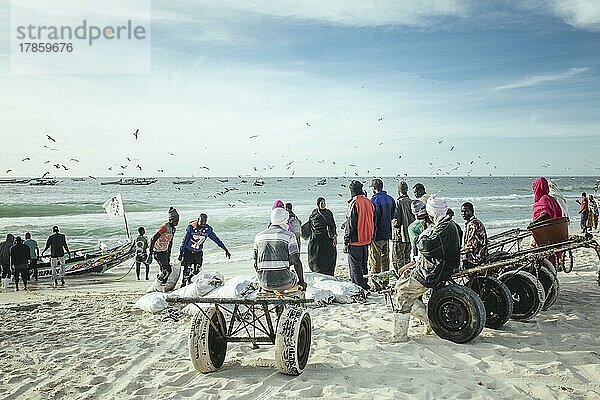 Traditioneller Fischereistrand  Plage des Pêcheurs Traditionnels  Ankunft der Fischerboote  Nouakchott  Mauretanien  Afrika