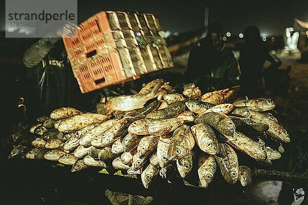 Entladen des Fangs auf Karren bei Nacht  Port de Pêche Traditionelle  Nouadhibou  Mauretanien  Afrika