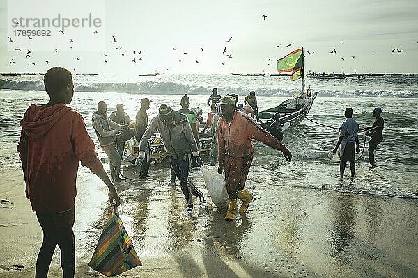 Ankunft der Fischer mit Sardinen am späten Nachmittag  die Fischer verladen die Sardinen in Säcken vom Boot an den Strand und dort auf die Karren  Traditioneller Fischereistrand  Plage des Pêcheurs Traditionnels  Nouakchott  Mauretanien  Afrika