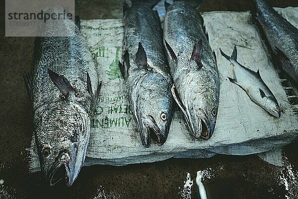 Port de Pêche Traditionelle  Fang des Tages im Markt  Nouadhibou  Mauretanien  Afrika