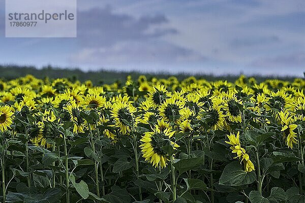 Sonnenblumen (Helianthus Annuus)  Blumen auf einem Feld  Blume  Bedfordshire  UK