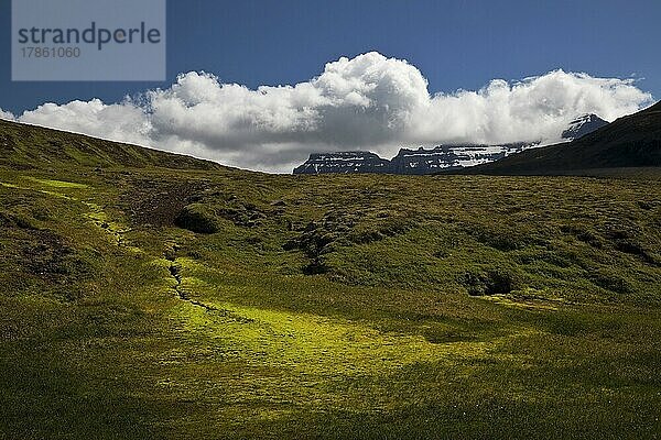 Neonmoos am Berg Geldingafjall mit dem Blick auf das Gebirge Dyrfjöll  Ostisland  Island  Europa