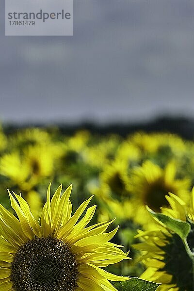 Sonnenblumen (Helianthus Annuus)  Blumen auf einem Feld  Blume  Bedfordshire  UK