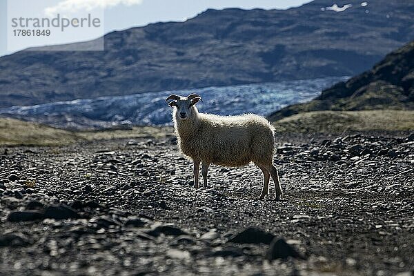 Schaf (Ovis) am Gletscher Fláajoekull  Island  Europa