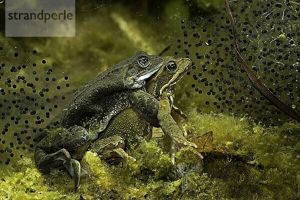 Grasfrosch (Rana temporaria)  Paar im Amplexus auf Gewässerboden zwischen Laichballen  Thüringen  Deutschland  Europa