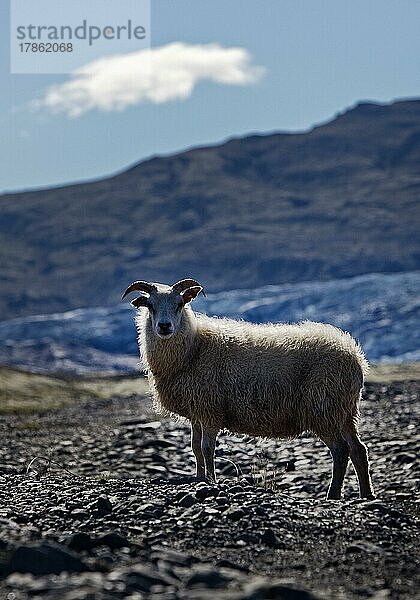 Schaf (Ovis) am Gletscher Flaajoekull  Island  Europa