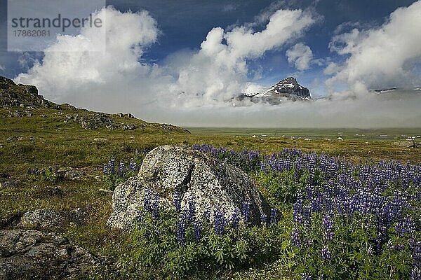 Lupinen (Lupinus) an der Alfaborg vor dem Berg Bakkafjall  Bakkagerdi  auch Borgarfjördur eystri genannt  Ostisland  Island  Europa