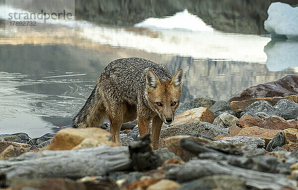 Ein Fuchs wandert am Seeufer entlang auf der Suche nach einem Morgensnack.