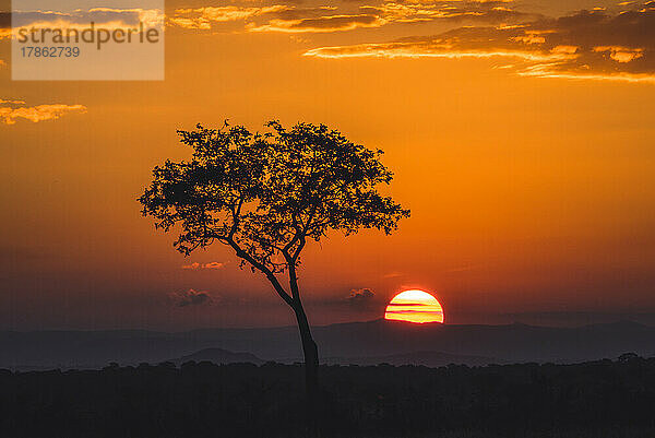 einzelner Baum bei Sonnenuntergang  Krüger Nationalpark  Südafrika