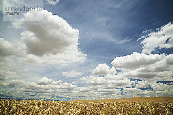 Feld des Getreideanbaus im Sommer in Aragon  Spanien.