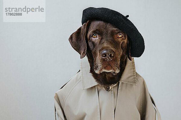 Porträt eines braunen Labradors in Baskenmütze und Trenchcoat.
