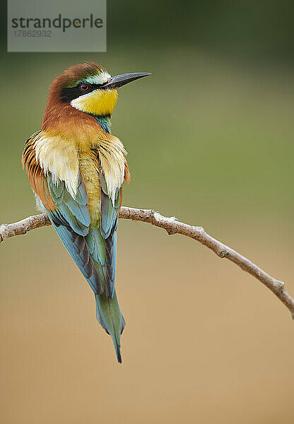 Bunter Merops-Apiaster-Vogel  der auf einem dünnen Ast sitzt