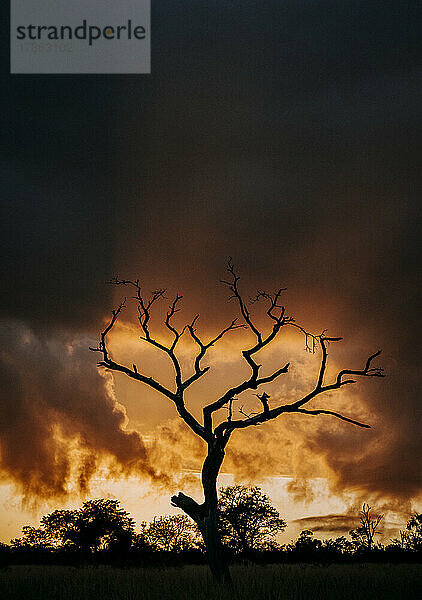 Toter Baum und untergehende Sonne mit Wolken  Krüger Park  Südafrika.