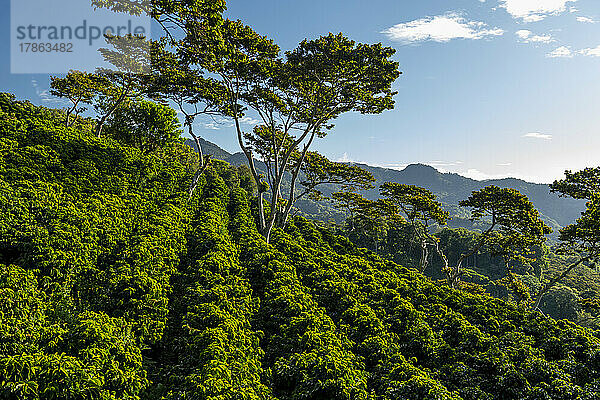Eine Bio-Kaffeefarm in den Bergen Panamas  Chiriqui-Hochland