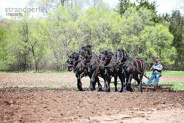 Mann pflügt ein Feld mit einem Gespann von vier schwarzen Percheron-Pferden.