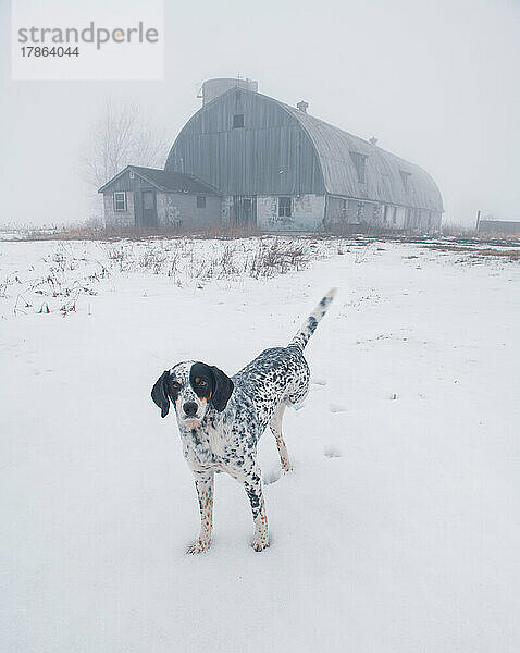 Tripawd Hound Dog neugierig auf verlassenes Gebäude