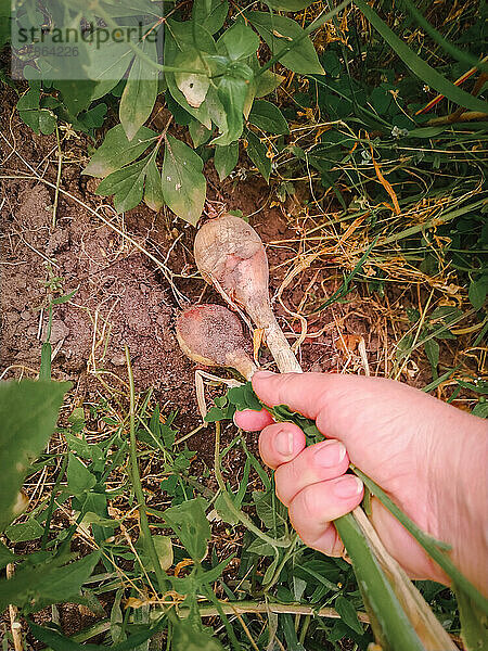 Die weibliche Hand holt im Garten eine reife Zwiebel aus dem Boden