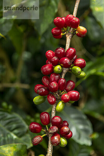 Rohe Arabica-Kaffeebeeren in einer Kaffeeplantage  Chiriqui  Panama