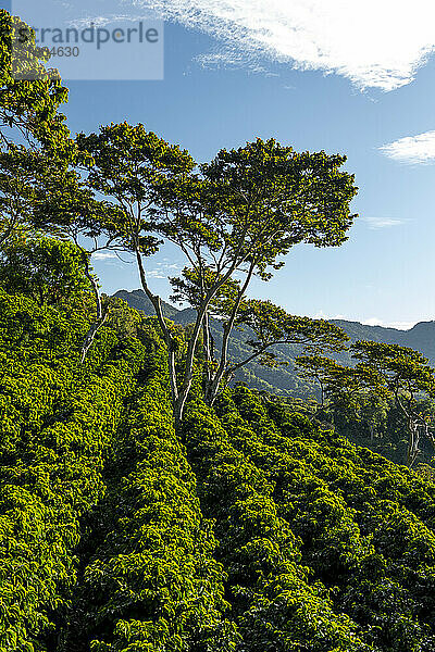 Bio-Kaffeefarm in den Bergen von Panama  Chiriqui-Hochland