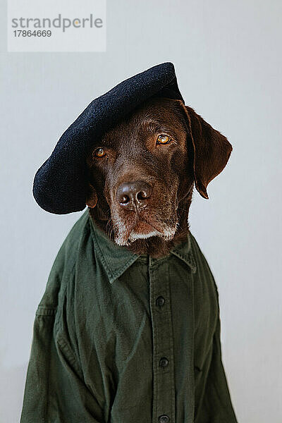 Trauriger Labrador in Baskenmütze und Hemd.