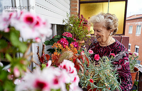 Ältere Frau kümmert sich zu Hause auf dem Balkon um ihre Topfpflanzen